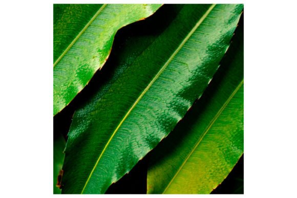 Download Watercolor Leaf Pattern - Premium Resources